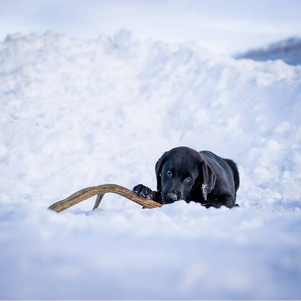 Small (4-6 inch) dog antler chew. 100% natural. No coloring or preservatives.